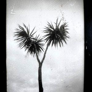 Palm